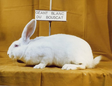 Géant blanc du bouscat